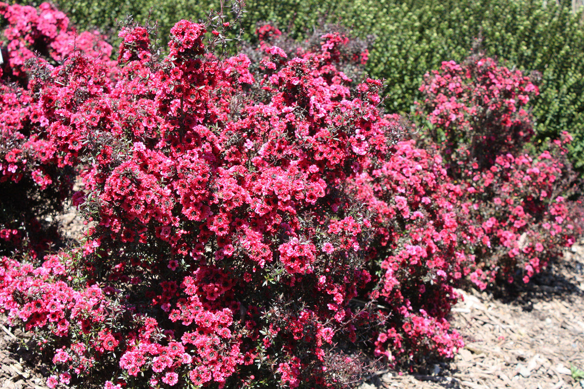 Leptospermum  Wiri Kerry (1).jpg